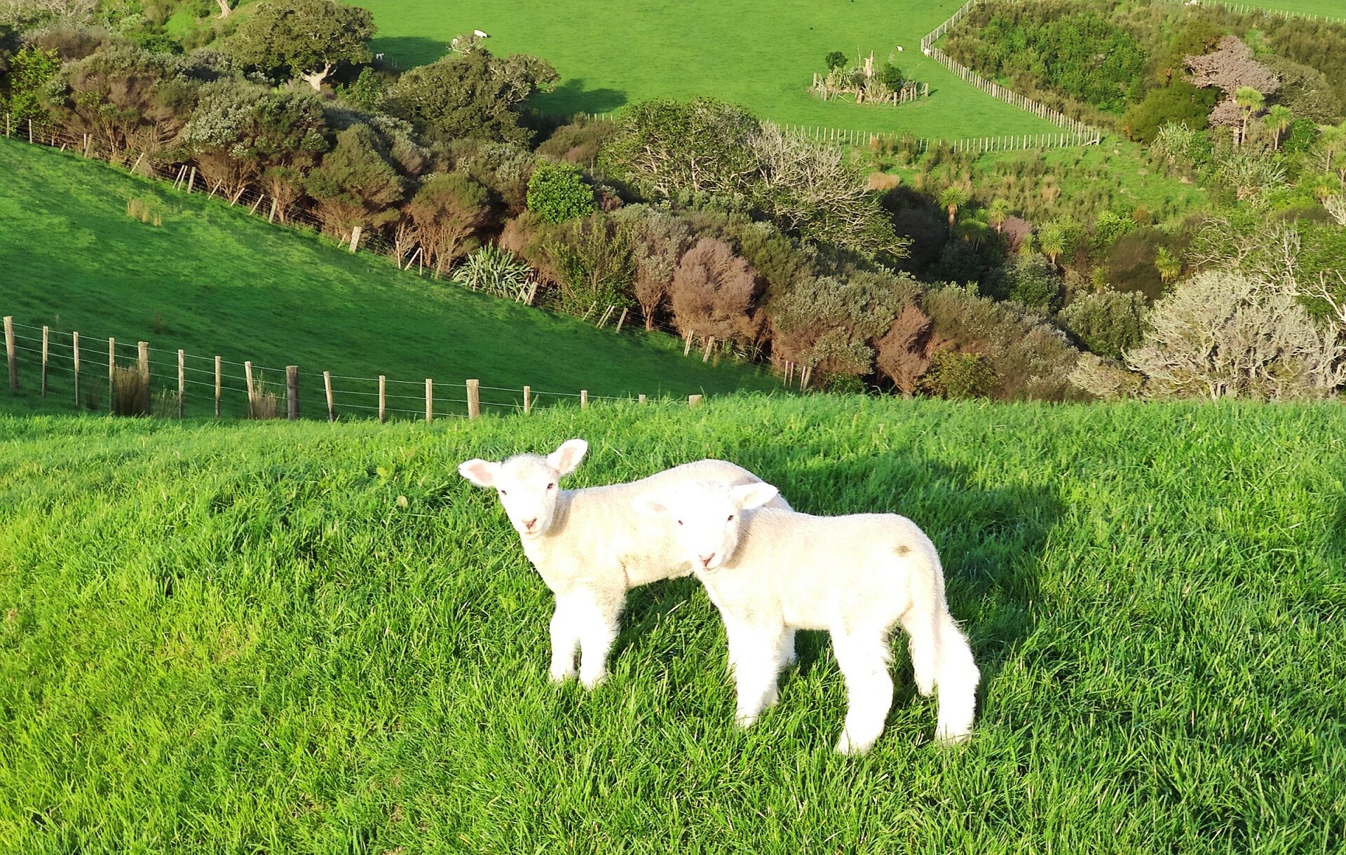 Immerse yourself  in the kiwi countryside  with its lush grass  and cute lambs
